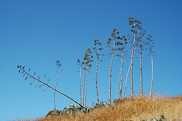 Image showing Spindly trees