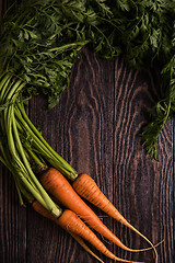 Image showing Freshly grown carrots