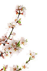 Image showing Pink cherry blossom