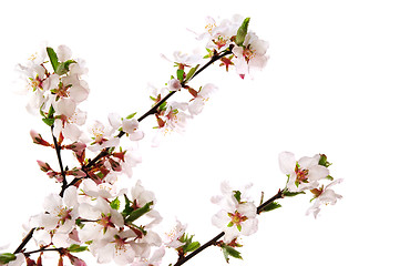 Image showing Pink cherry blossom