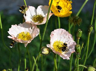 Image showing Iceland poppy with bumblebees