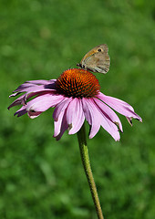 Image showing Purple coneflower