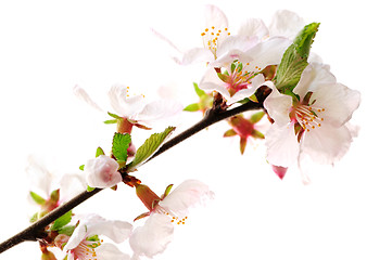 Image showing Pink cherry blossom