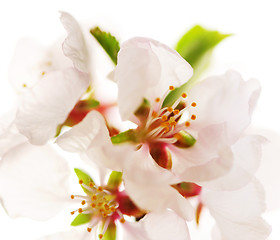 Image showing Pink cherry blossom