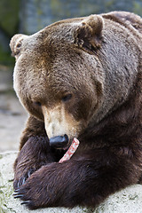 Image showing Brown bear