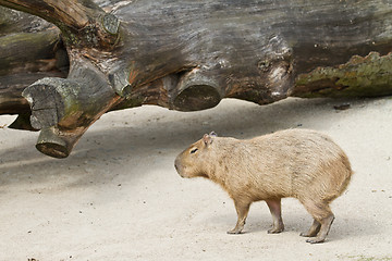 Image showing capybara