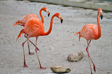 Image showing Flamingoes