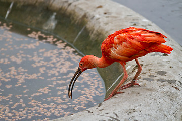 Image showing scarlet ibis or Eudocimus ruber