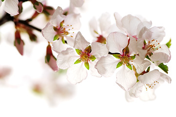 Image showing Pink cherry blossom