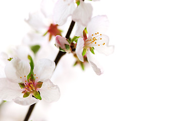 Image showing Pink cherry blossom