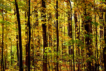 Image showing Fall forest landscape