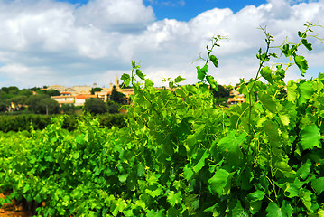 Image showing Vineyard in french countryside