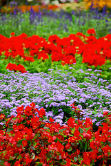 Image showing Blooming garden