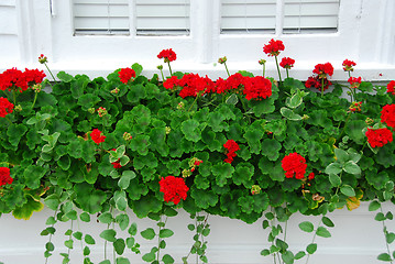 Image showing Geraniums on window