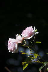 Image showing pink roses