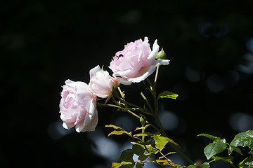 Image showing pink roses