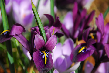 Image showing Spring irises