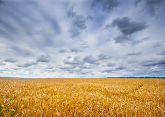 Image showing wheat