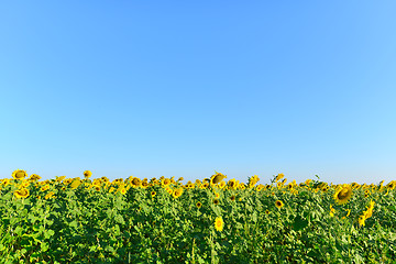 Image showing sunflower field