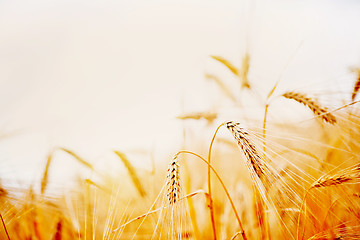 Image showing wheat