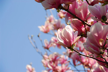 Image showing Blooming magnolia