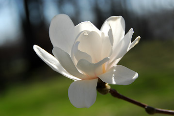 Image showing Magnolia flower