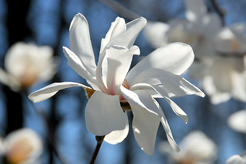 Image showing Magnolia flower