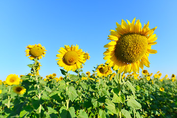 Image showing sunflower field