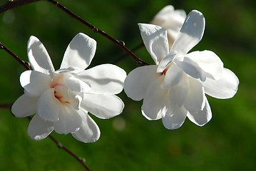 Image showing Magnolia flowers