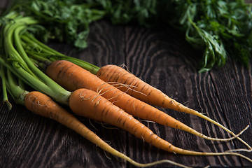 Image showing Freshly grown carrots