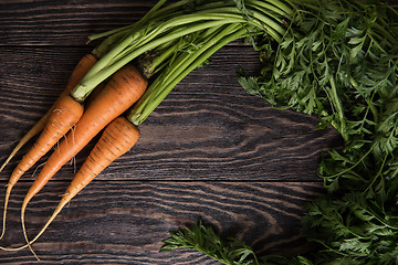 Image showing Freshly grown carrots