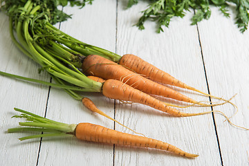 Image showing Freshly grown carrots