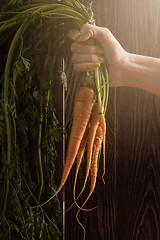 Image showing Freshly grown carrots