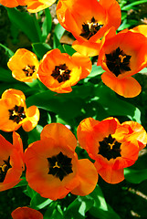 Image showing Tulips