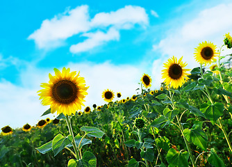 Image showing sunflower field