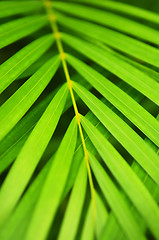 Image showing Palm tree leaves