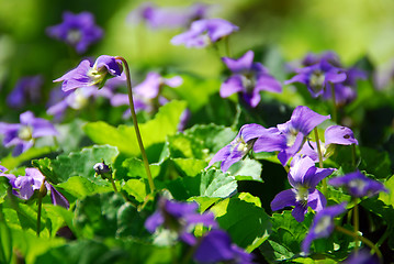 Image showing Violets