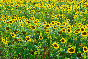 Image showing sunflower field