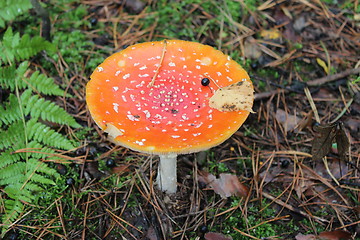 Image showing Beautiful red fly agaric in the forest