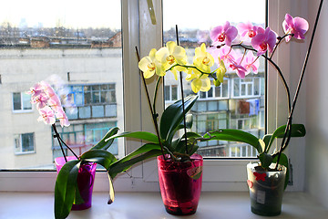 Image showing three different blossoming orchids in flowerpots