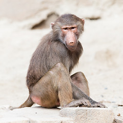 Image showing Female macaque monkey