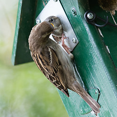 Image showing Adult sparrow feeding a young sparrow
