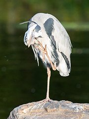 Image showing Great Blue Heron standing quietly