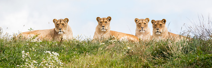Image showing Four female lions