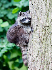 Image showing Racoon climbing a tree