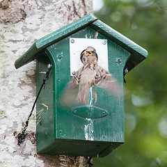 Image showing Adult sparrow feeding a young sparrow