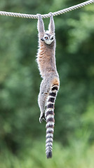 Image showing Ring-tailed lemur (Lemur catta) 