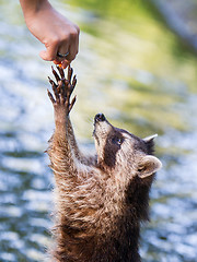 Image showing Racoon begging for food