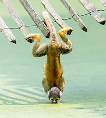 Image showing Squirrel monkey - drinking water up-side down