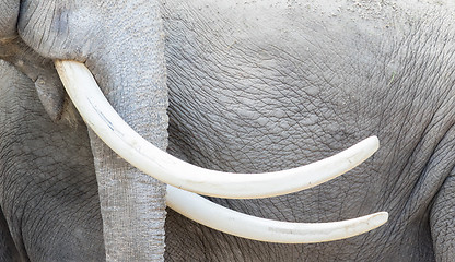 Image showing Asian elephant (Elephas maximus) tusks close-up